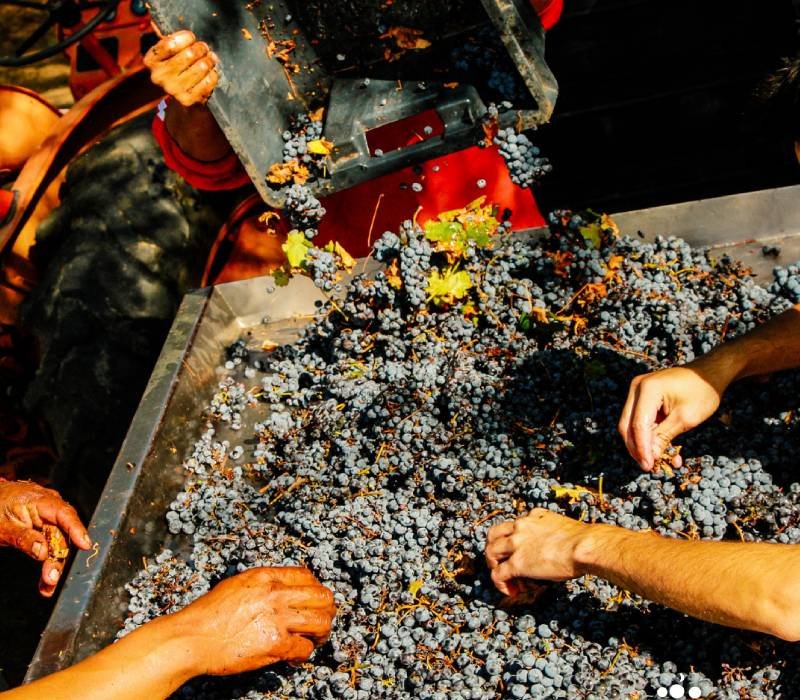 Vendimia 2024 - Proceso de Fermentación