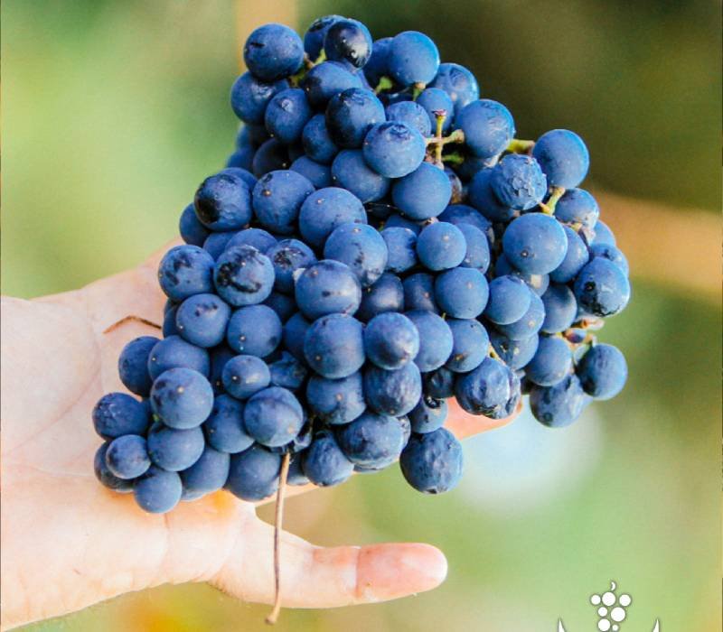 Vendimia 2024 - Proceso de Crianza